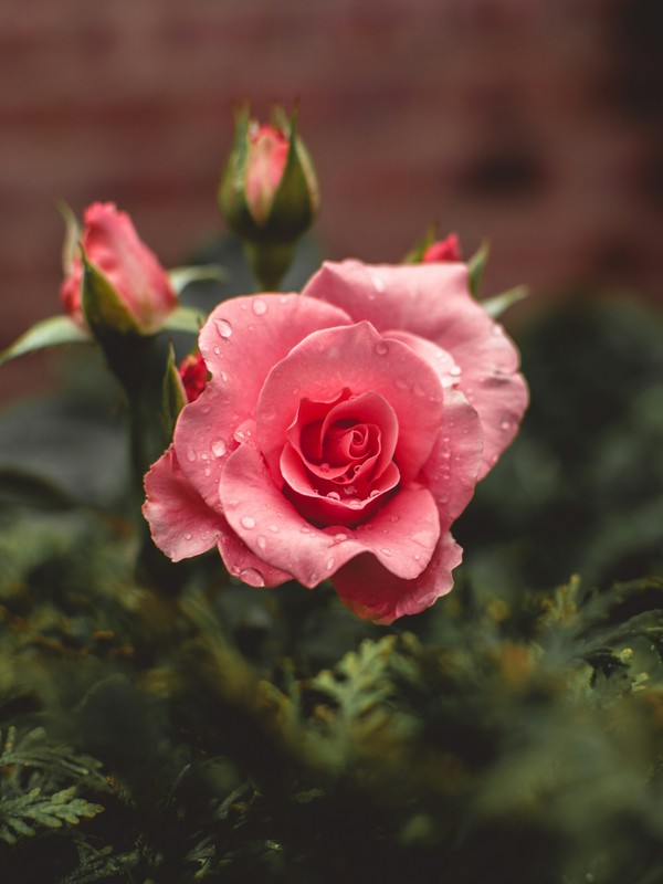 Photo de Rose