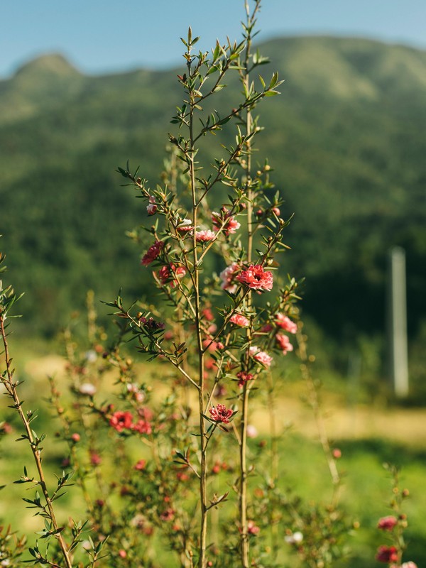 Photo de schizachyrium scoparium