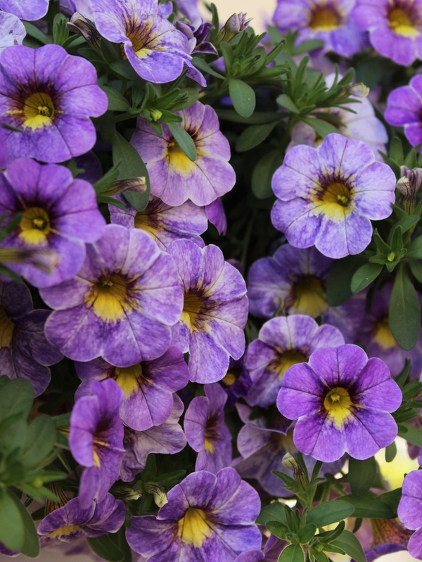 Photo de Calibrachoa