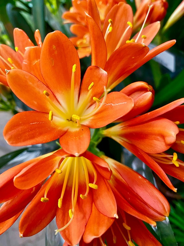 Photo de Clivia