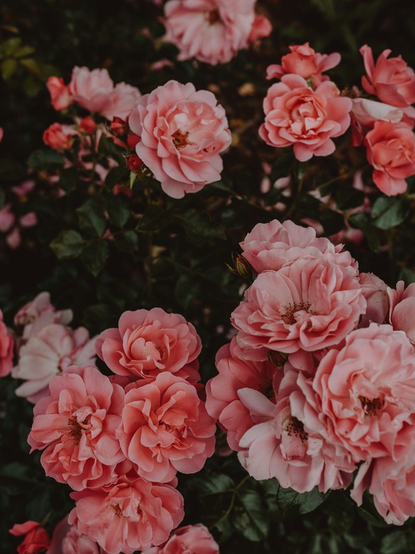 Photo de Pivoine
