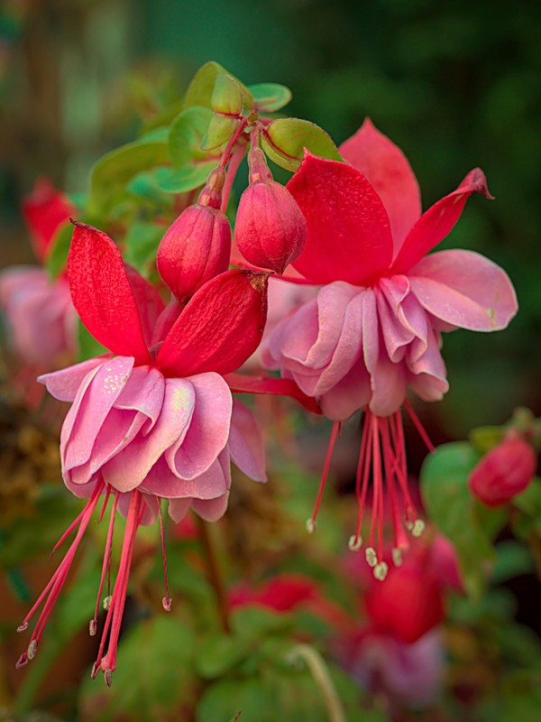 Photo de Fuchsia