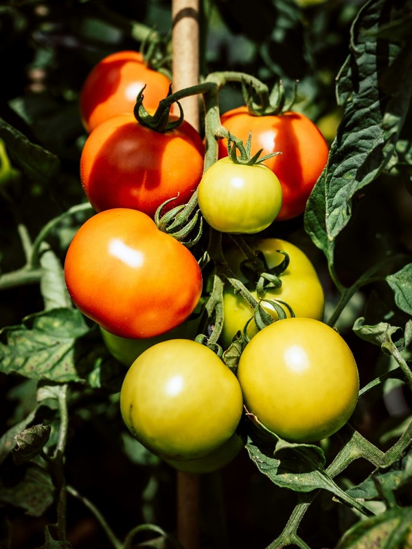 Photo de Tomate
